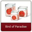 Bird of Paradise - A magical blend that defies description - an all time favorite.